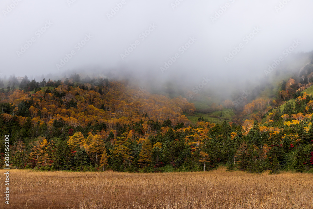 Fototapeta premium 朝霧に煙る紅葉の芳が平