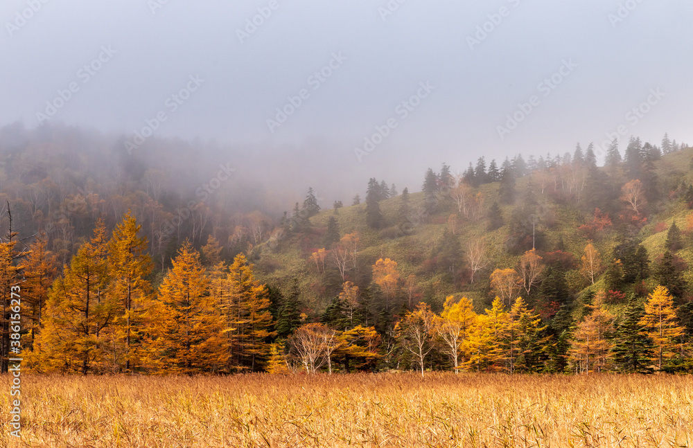 Fototapeta premium 朝霧に煙る紅葉の芳が平