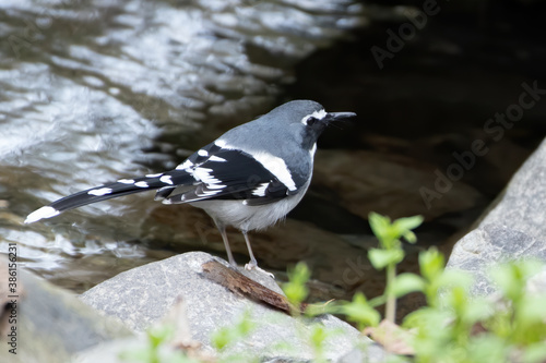 Photography Slaty-backed forktail (Enicurus schistaceus)  photographed in Sattal, Uttarakhan