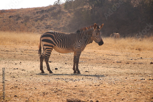 Photo Taken in Lion and Rhino Reserve  Krugersdorp