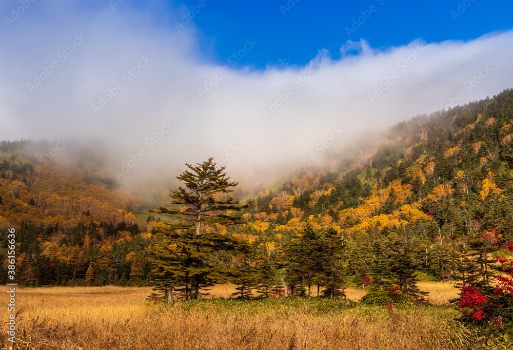 Obraz premium 朝霧に煙る紅葉の芳が平