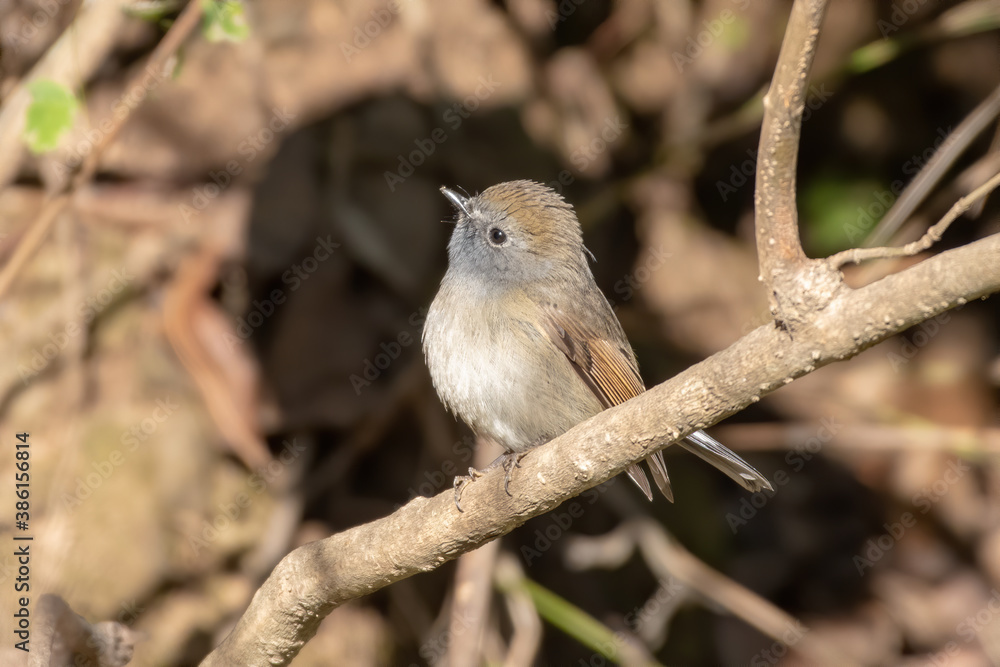 Naklejka premium Rufous-gorgeted flycatcher (Ficedula strophiata), a member of the Muscicapidae family, photographed in Sattal, India