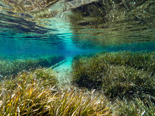 Underwater Scenery with sea grass in Port-Cros Nationalpark in the Mediterranean Sea  South France  