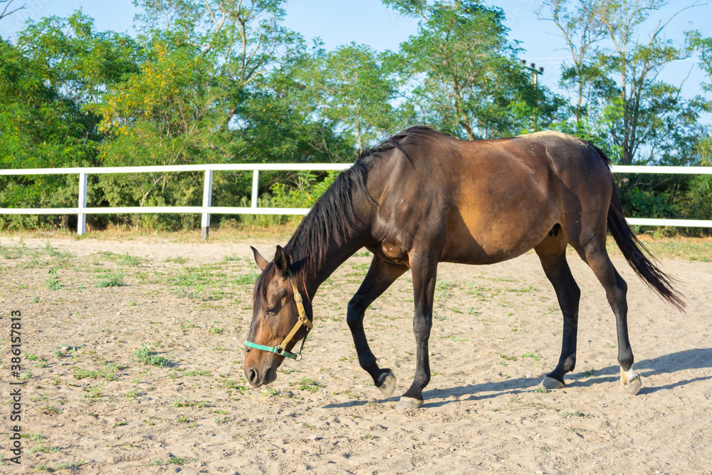 Fototapeta premium Lonely Horse walks in the paddock, sunny day