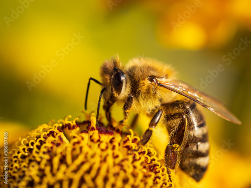 Biene auf einer gelben Blüte