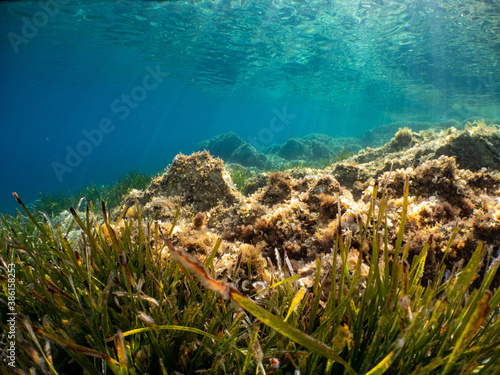 Underwater Scenery with sea grass in Port-Cros Nationalpark in the Mediterranean Sea, South France, 