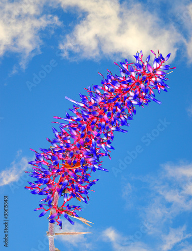 Aechmea dichlamydea flowers photo