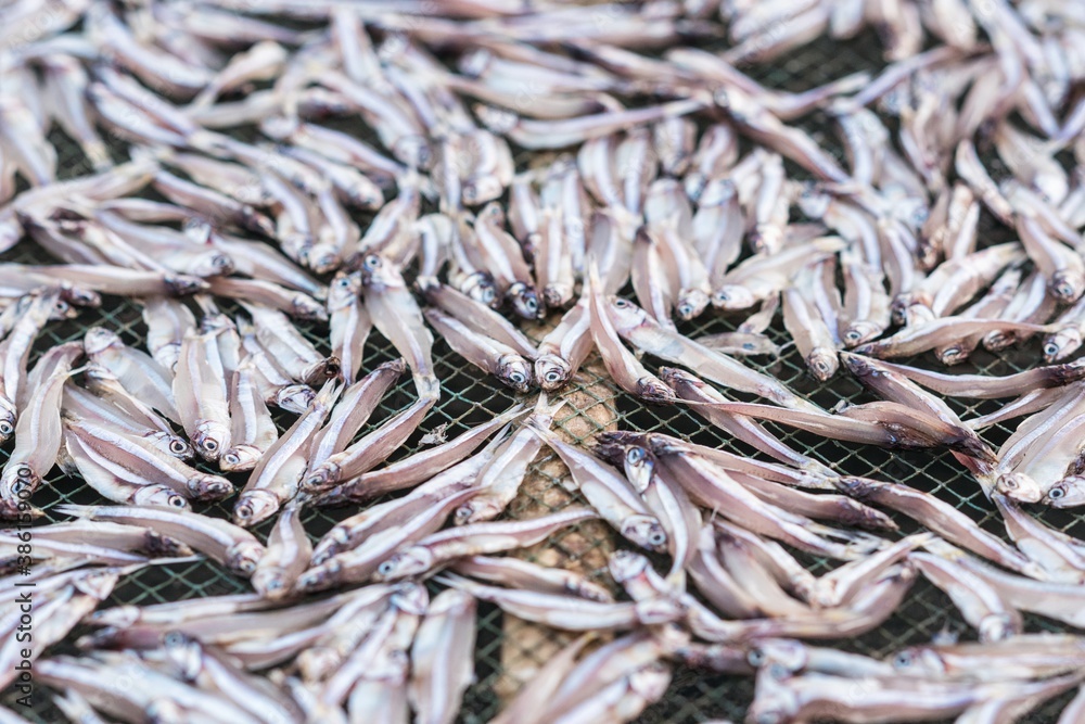 Cat Ba island, Vietnam, fish drying on nets Ha long Bay Vietnam