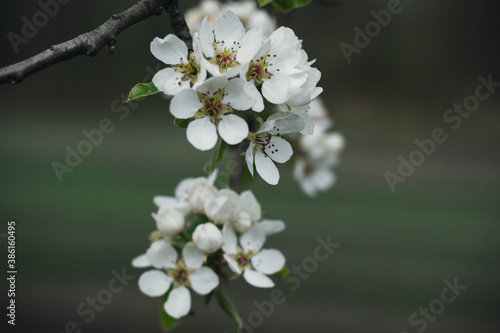 Spring flower