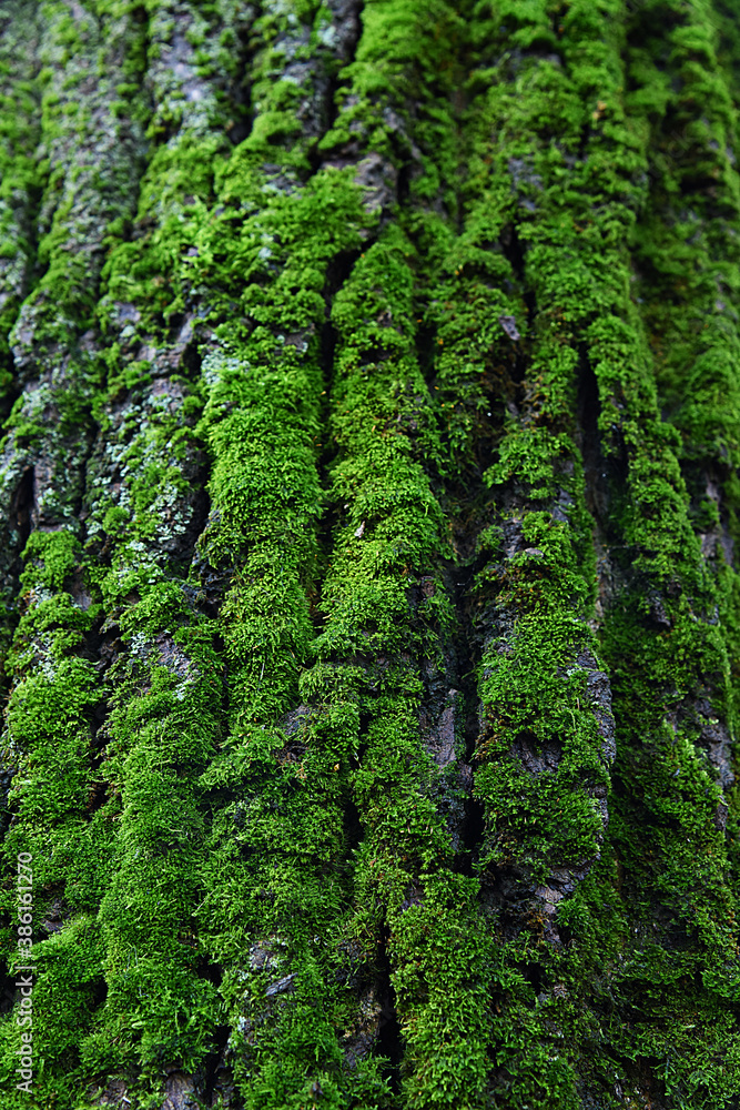 Moss on the tree trunk. Beautiful bark structure with emerald bryophytes biocenosis Moss on the tree trunk. Beautiful bark structure with emerald bryophytes biocenosis