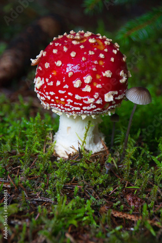 Close-up of fly agaric and other mushrooms in a forest