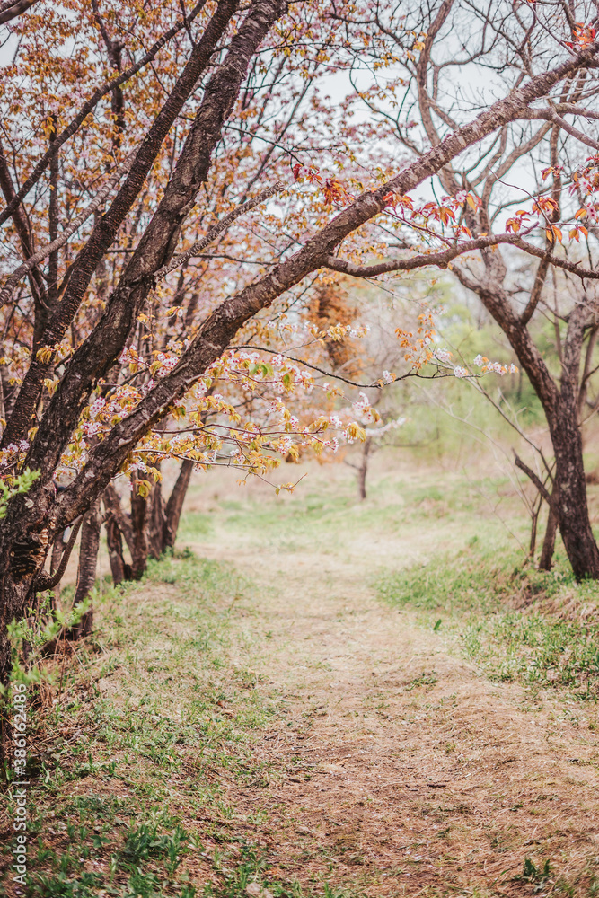 Path in the cherry orchard. The beginning of the sakura blossom season. Path in the cherry orchard. The beginning of the sakura blossom season.