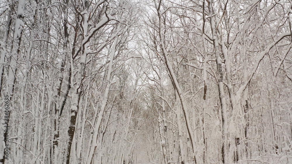 Winter field surrounded by trees. Beautiful background of winter snowy forest. Winter field surrounded by trees. Beautiful background of winter snowy forest.