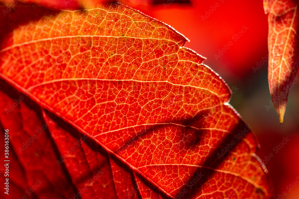 Fototapeta premium roter Blatt