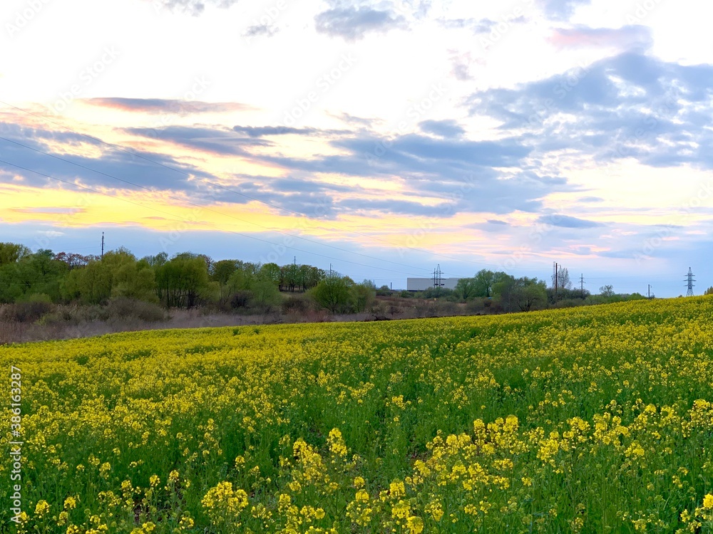 Obraz premium field of flowers