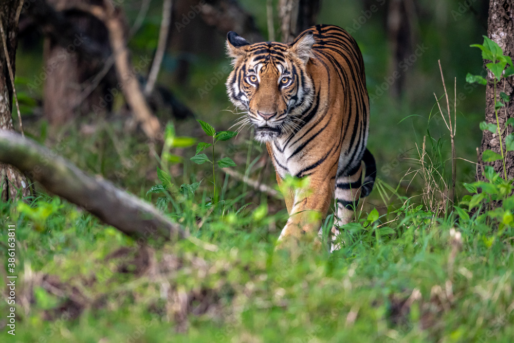 Female tiger on a morning walk to inspect her territory Female tiger on a morning walk to inspect her territory