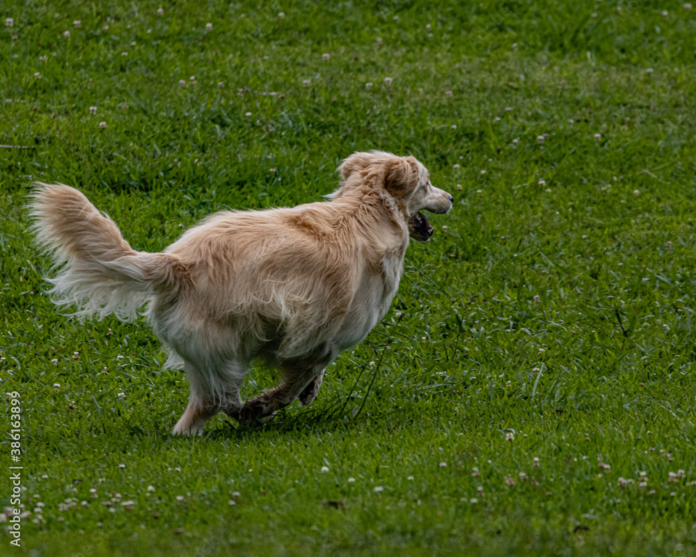 Obraz premium A golden retriever running after a frisbee