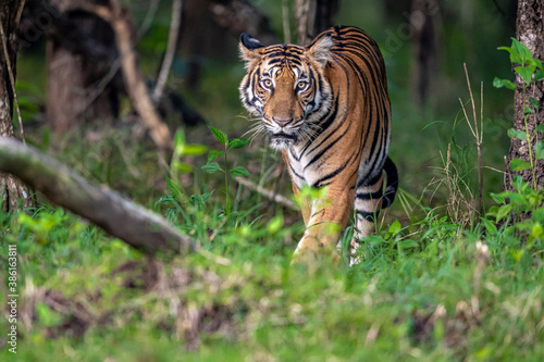 Female tiger on a morning walk to inspect her territory