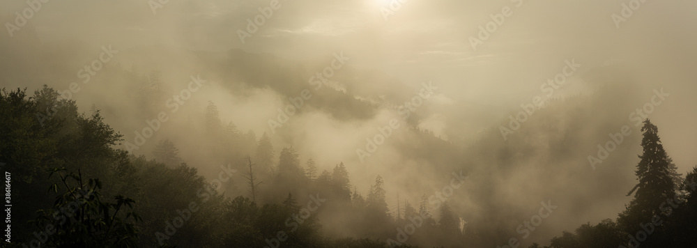 Panorama view of foggy forest in smoky mountains national park at morning sunrise Panorama view of foggy forest in smoky mountains national park at morning sunrise