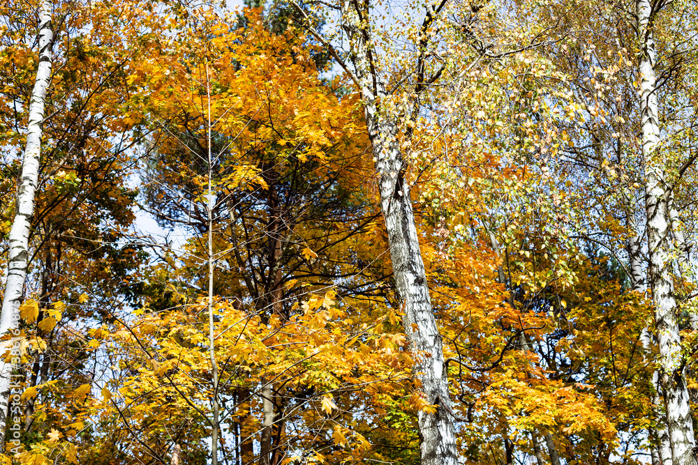 white trunks of birches and yellow foliage of maple trees in city park on sunny autumn day white trunks of birches and yellow foliage of maple trees in city park on sunny autumn day