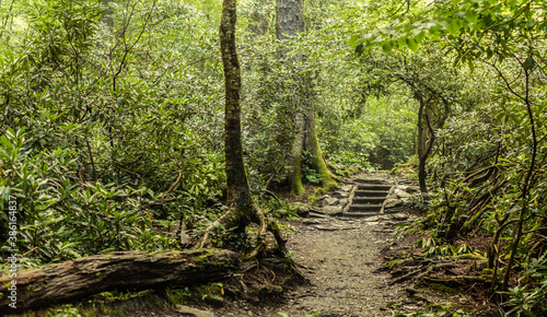 Stone stairs on a way in deep forest in smoky mountains national park