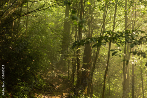 A footpath goes in foggy forest with sun rays in smoky mountains national park at sunny day