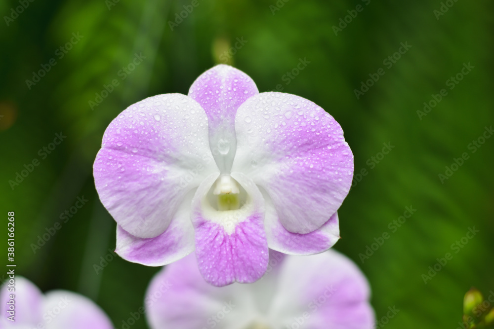 purple orchid in the garden purple orchid in the garden
