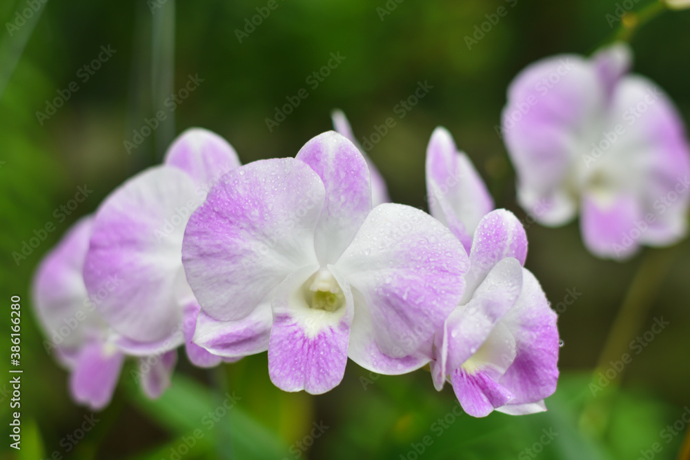 purple orchid in the garden purple orchid in the garden