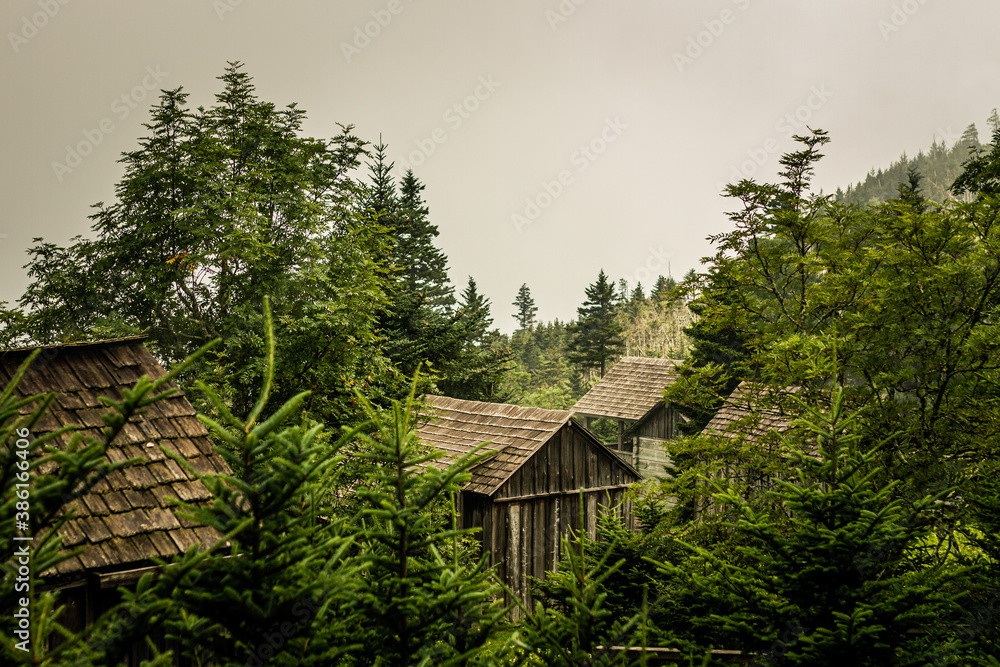 Wooden cabins situated between trees in smoky mountain national park