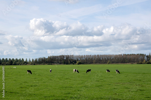 Farmland With Cows At Abcoude The Netherlands 12-10-2020