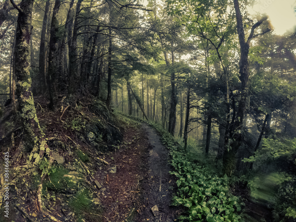 A footpath goes in foggy forest in smoky mountains national park at rainy day A footpath goes in foggy forest in smoky mountains national park at rainy day