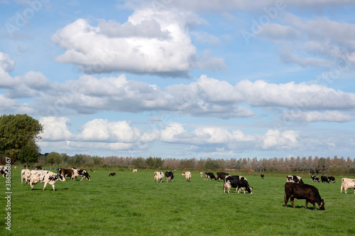 Farmland With Cows At Abcoude The Netherlands 12-10-2020 © Robertvt