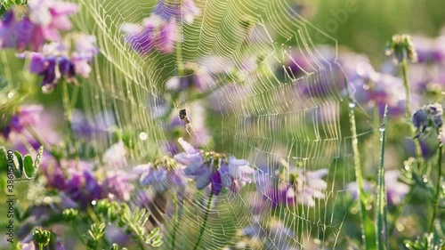 Spider web on clover flowers