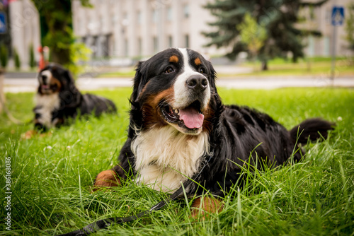 Portrait of two cute Berner Sennenhund dogs at the park.