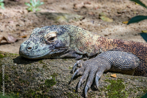 The Komodo dragon rests on the ground. it is also known as the Komodo monitor  a species of lizard found in the Indonesian islands of Komodo  Rinca  Flores  and Gili Motang.