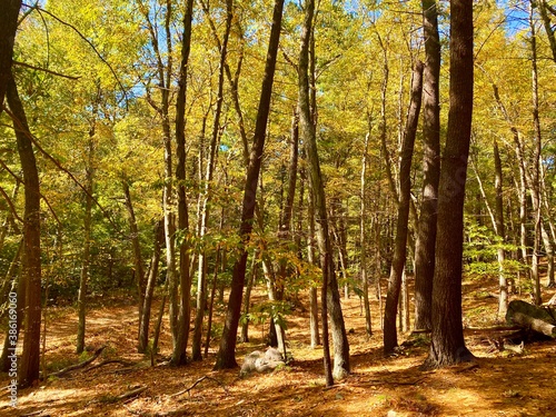 autumn in the park