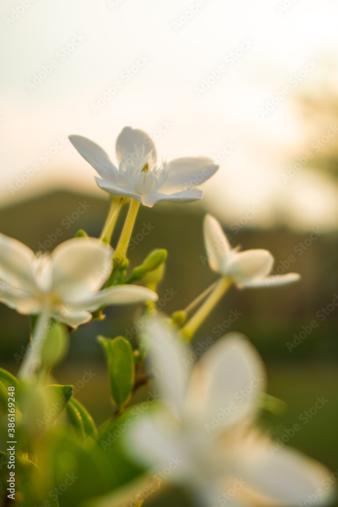 Obraz premium White jasmine.