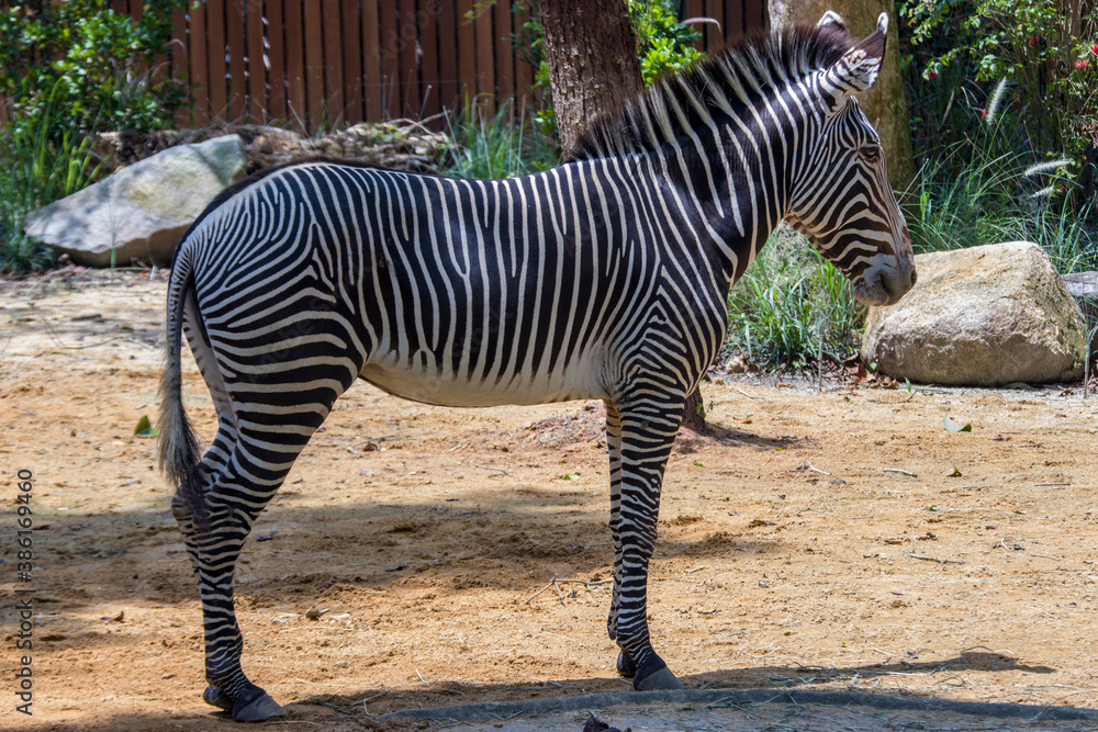 The Grevy's zebra is the largest living wild equid and the largest and