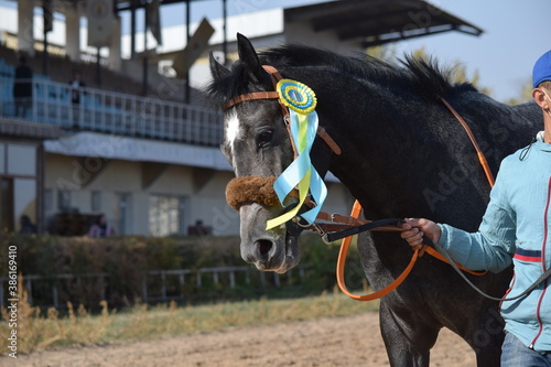 horse