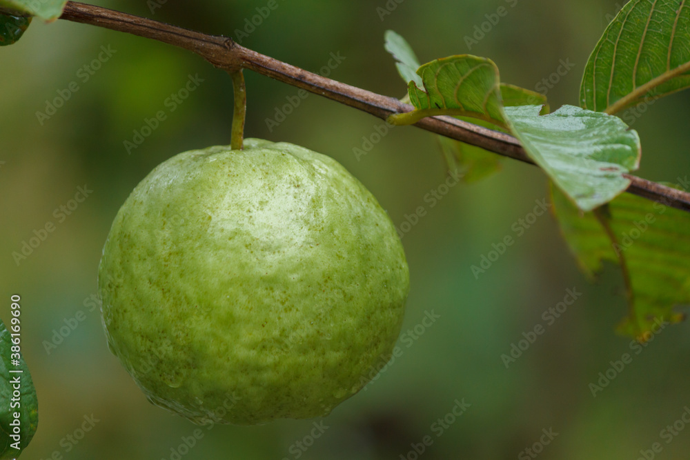 Guava Kimchu Fruit on the tree in the garden