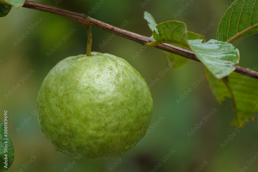 Guava Kimchu Fruit on the tree in the garden Guava Kimchu Fruit on the tree in the garden