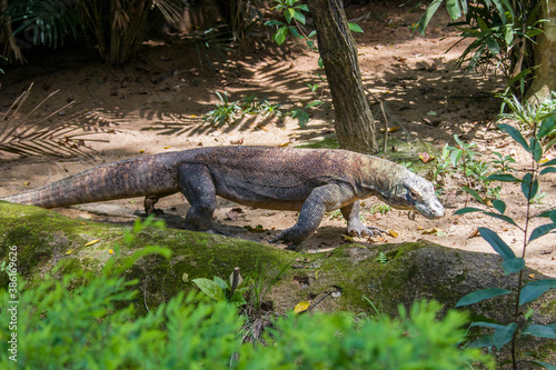 The Komodo dragon is walking. it is also known as the Komodo monitor, a species of lizard found in the Indonesian islands of Komodo, Rinca, Flores, and Gili Motang.