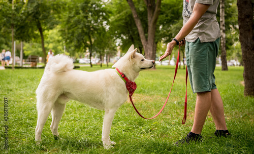 Owner trains the white akita inu dog at the park.