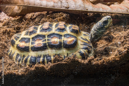 Flat-backed spider tortoise (Pyxis planicauda) is a tortoise that belongs to the family Testudinidae.
It is endemic to the west coast of Madagascar and classified as critically endangered. photo