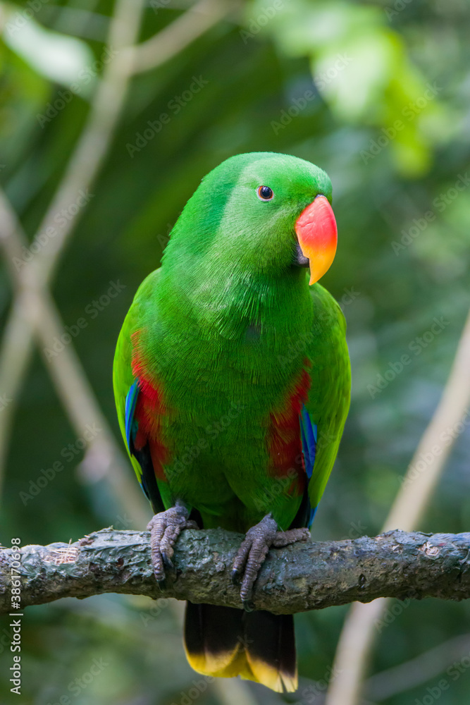 The male eclectus parrot (Eclectus roratus) is a parrot native to the Solomon Islands, Sumba, New Guinea and nearby islands, northeastern Australia, and the Maluku Islands (Moluccas). The male eclectus parrot (Eclectus roratus) is a parrot native to the Solomon Islands, Sumba, New Guinea and nearby islands, northeastern Australia, and the Maluku Islands (Moluccas).