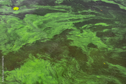 Green water polluted with blue-green algae (Cyanobacteria).