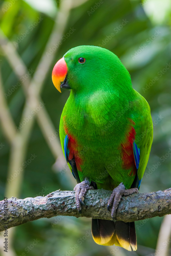 The male eclectus parrot (Eclectus roratus) is a parrot native to the Solomon Islands, Sumba, New Guinea and nearby islands, northeastern Australia, and the Maluku Islands (Moluccas).
