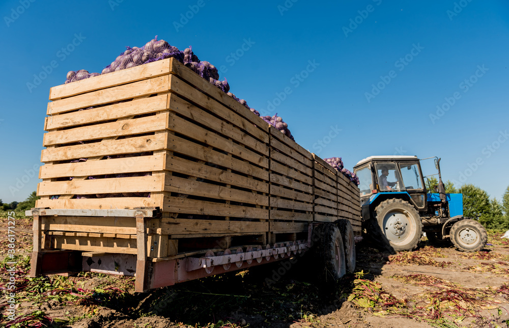 Tractor at the field harvesting of beet roots - obrazy, fototapety, plakaty 