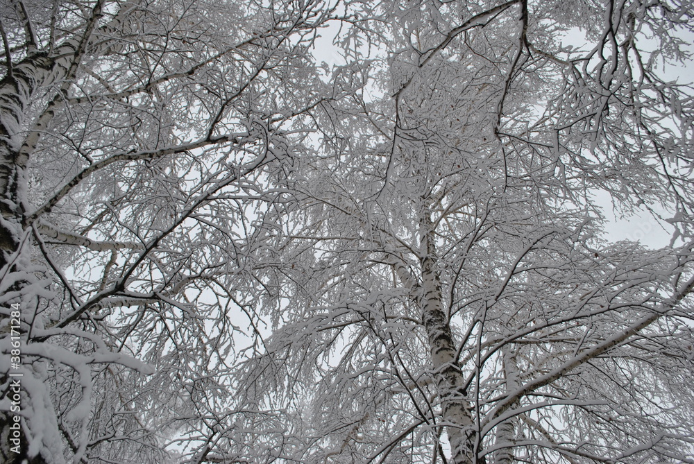 forest trees snow snowy snowy winter winter forest