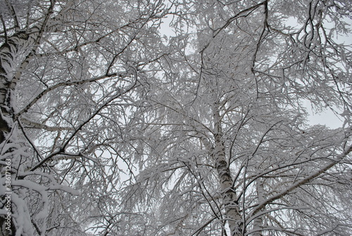 forest trees snow snowy snowy winter winter forest